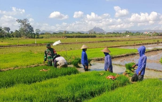 Babinsa Kedungsoko Dampingi Petani Perkuat Produktivitas dan Ketahanan Pangan