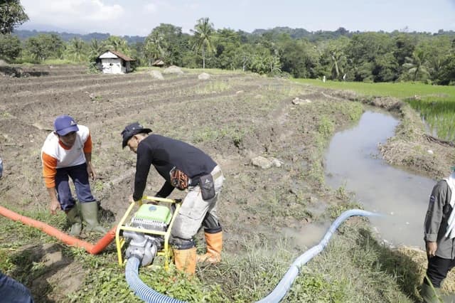 Kementan Pastikan Produksi Pangan Aman Hadapi Kemarau Panjang 2026