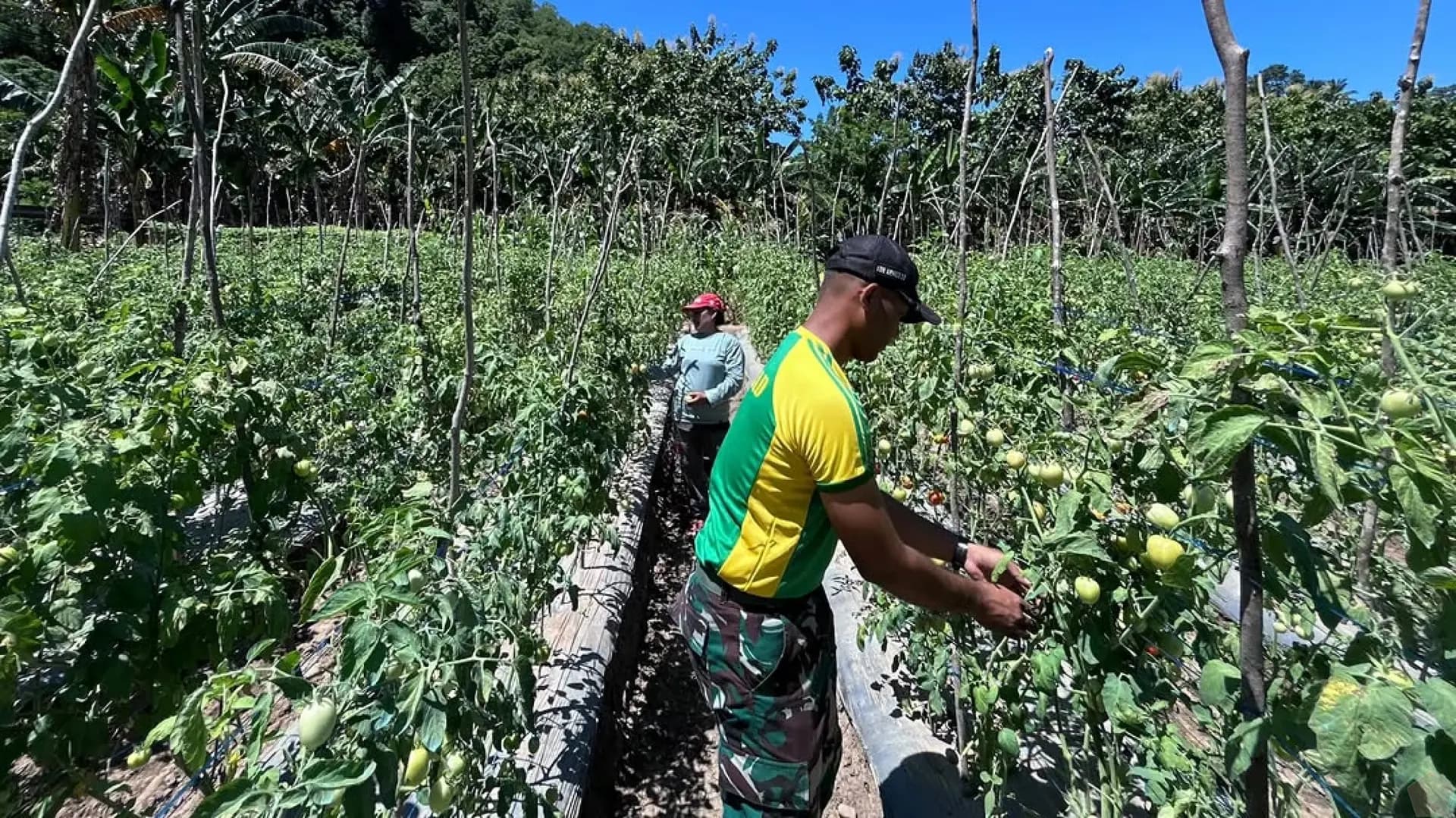 Satgas Pamtas Yonarmed 12 Kostrad Panen Tomat Bersama Warga Malaka, Dorong Ketahanan Pangan Perbatasan