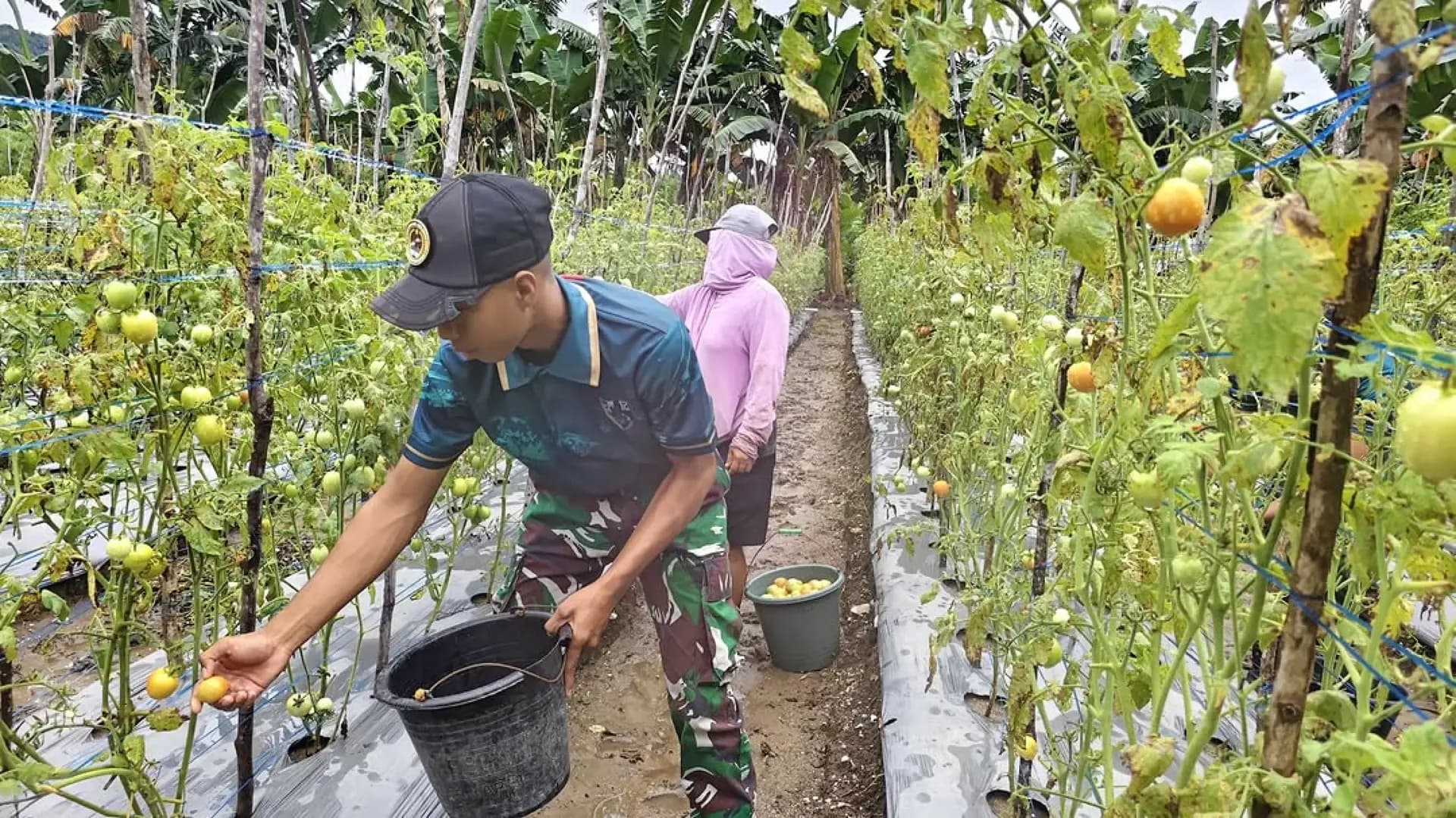 Satgas Yonarmed 12 Kostrad Panen Tomat Bersama Warga Perbatasan RI-RDTL