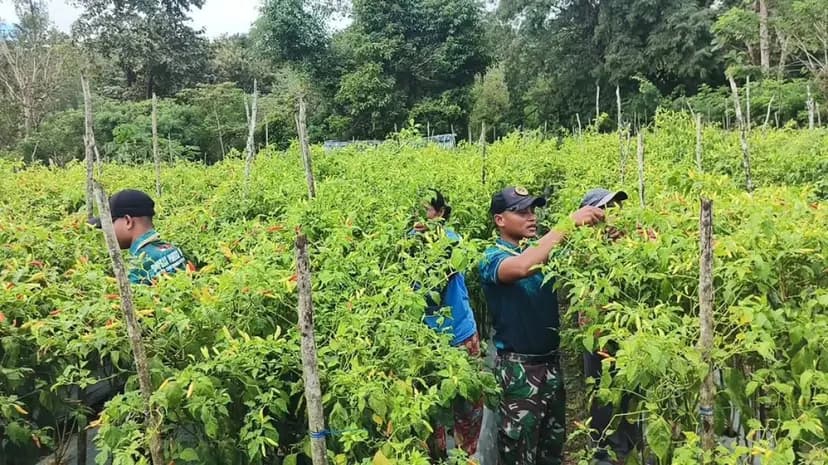 Yonarmed 12 Kostrad Perkuat Ketahanan Pangan, Bantu Warga Rawat Kebun Cabai di Perbatasan