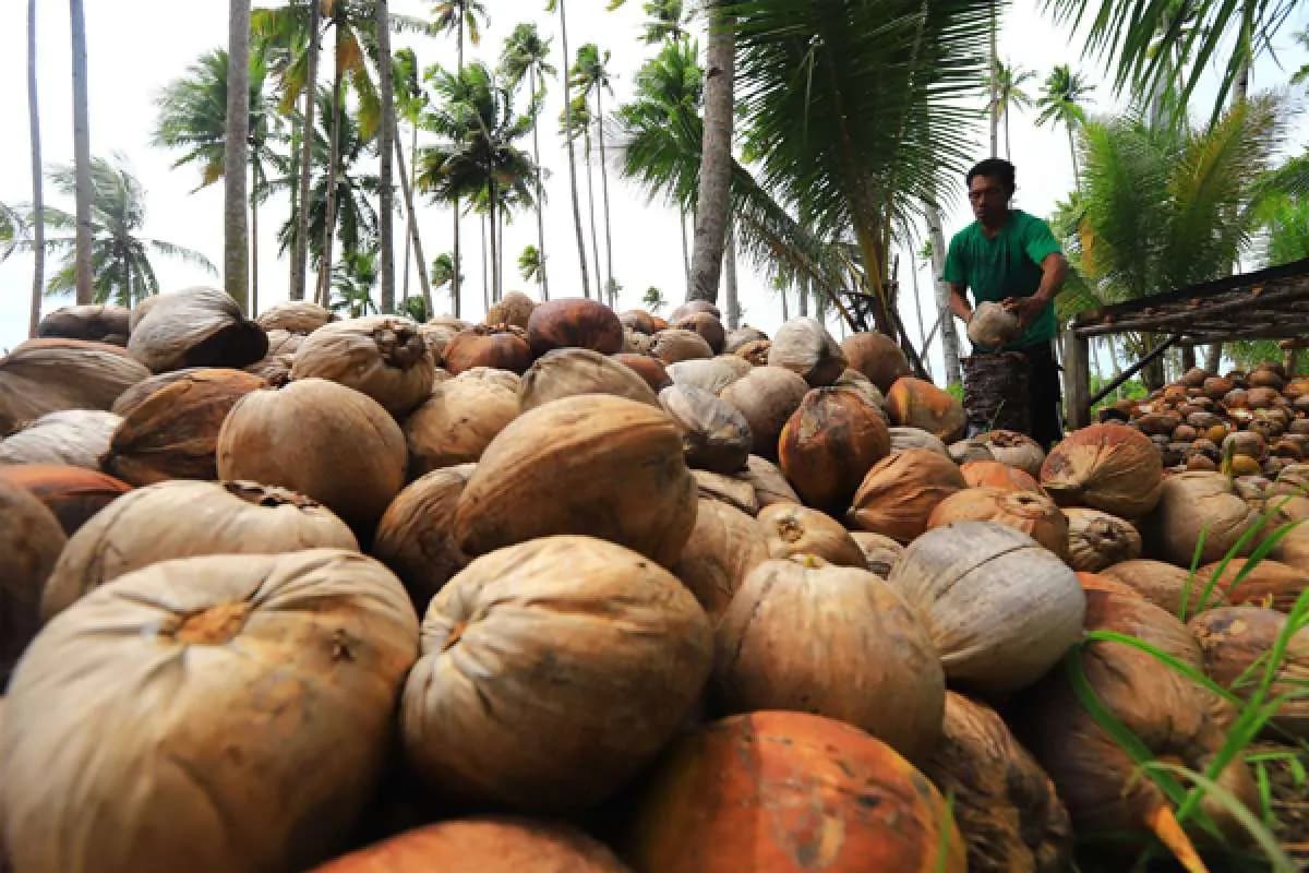 Perpekindo Usulkan Susu Santan Kelapa Masuk Program MBG Dukung Petani dan Diversifikasi Pangan