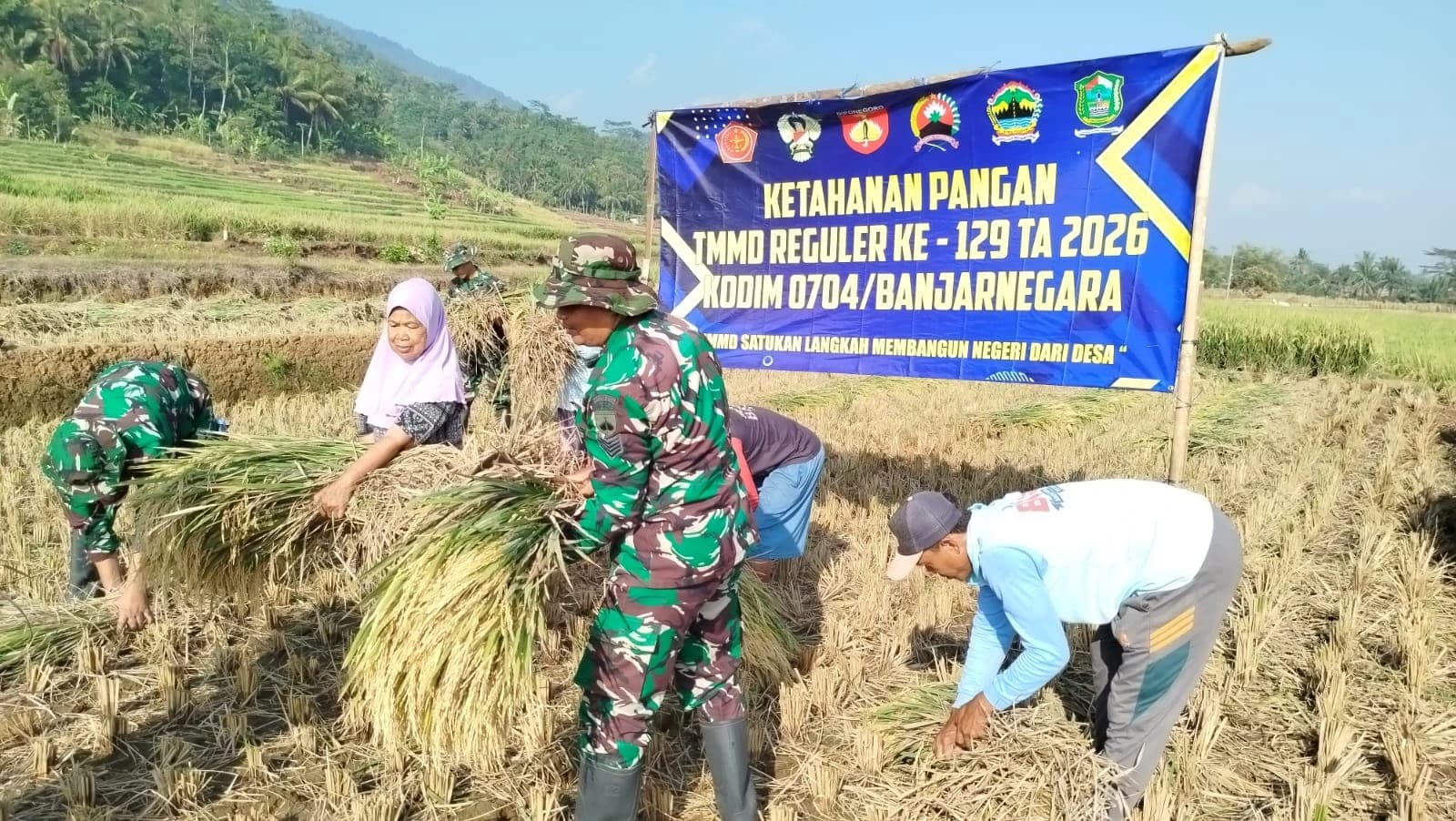 Satgas TMMD Banjarnegara Turun ke Sawah Bantu Petani Panen Padi