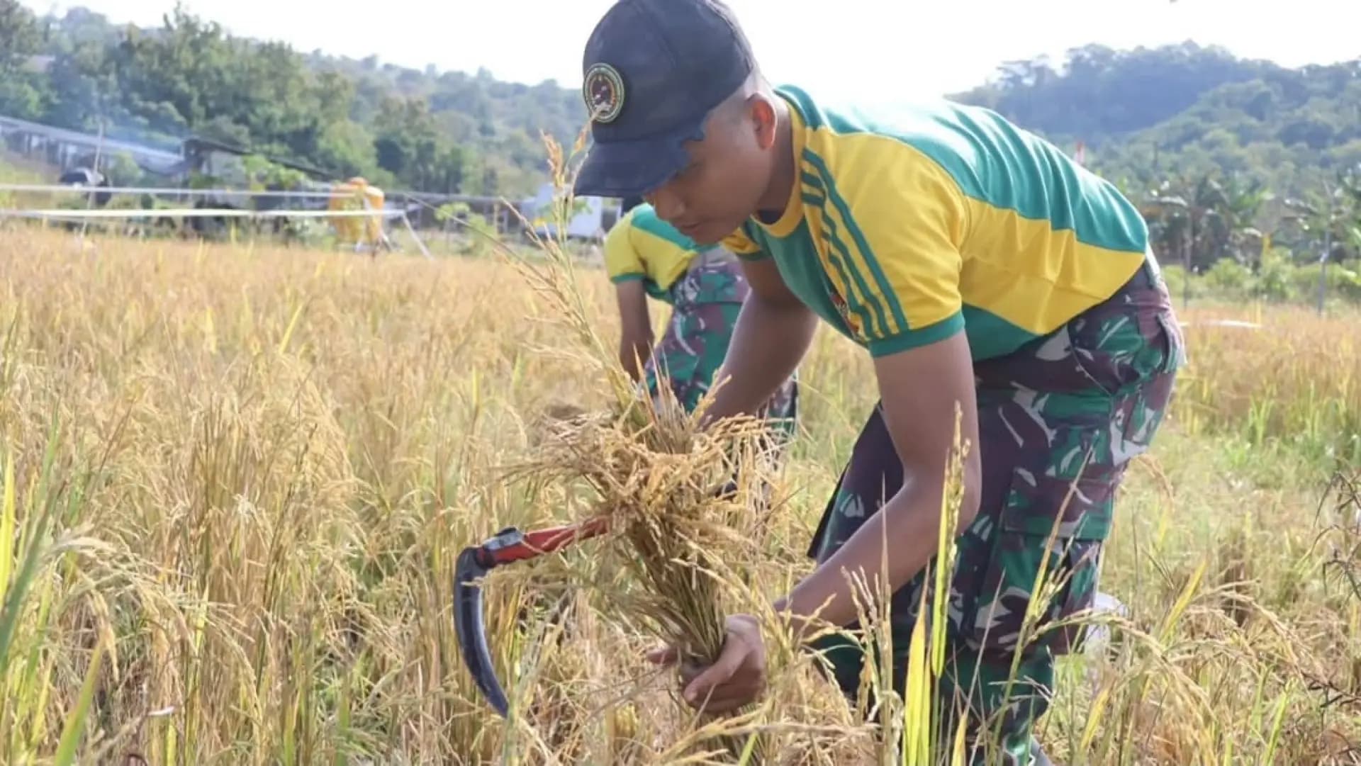 Satgas Yonarmed 12 Kostrad Bantu Petani Panen Padi di Perbatasan Belu