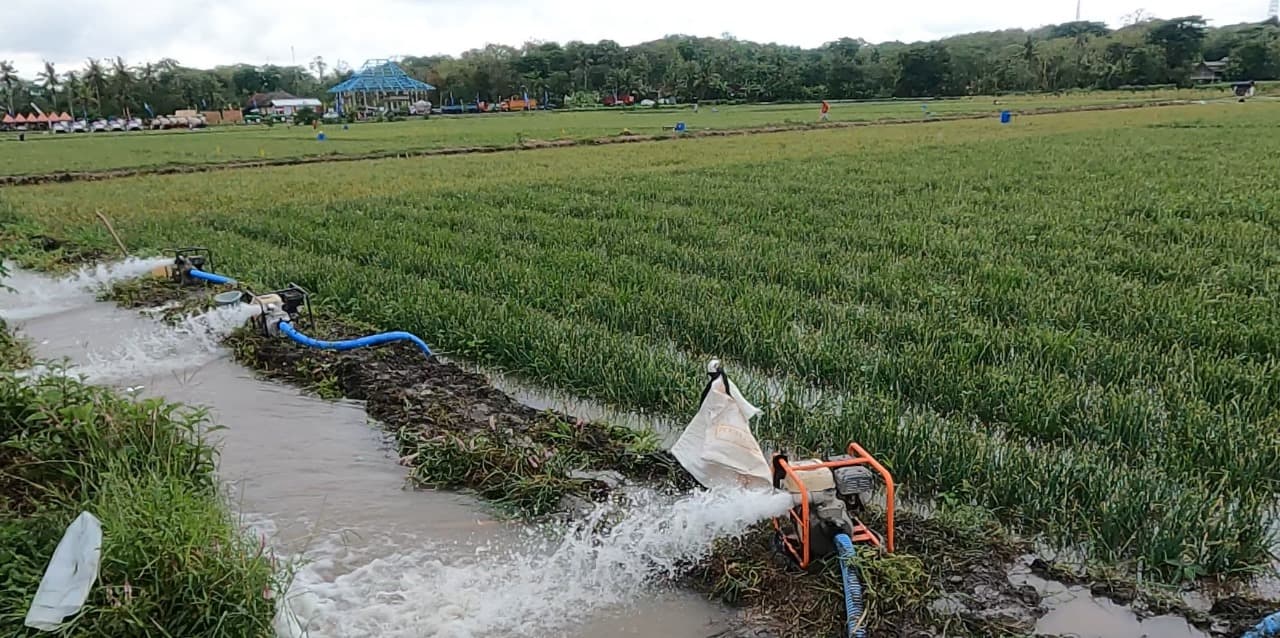 Pemerintah Gelontorkan Rp4 Triliun untuk Pompanisasi Hadapi Ancaman El Nino Ekstrem
