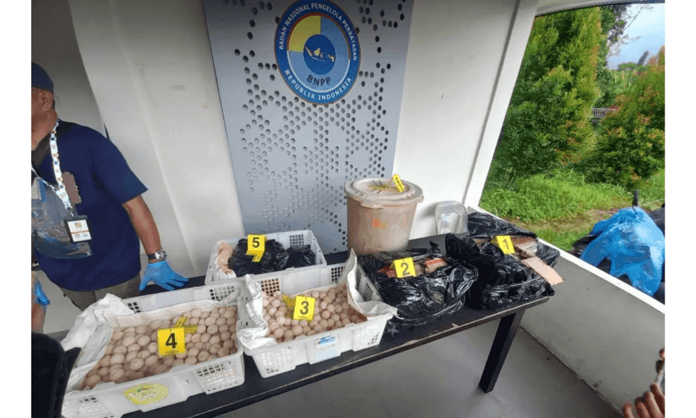 Satgas Gabungan Gagalkan Penyelundupan 2.253 Butir Telur Penyu di Perbatasan RI–Malaysia