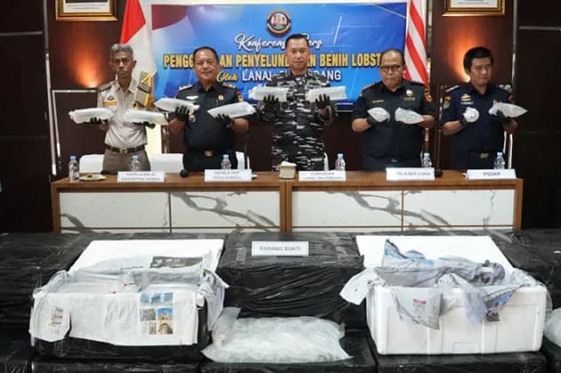 TNI AL Gagalkan Penyelundupan 125 Ribu Benih Lobster di Jambi, Pelaku Kabur ke Hutan Bakau