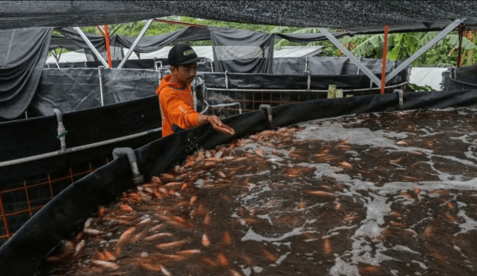 KKP Dorong Ekspor Tilapia, Ikan Nila Indonesia Kini Dilirik Pasar Amerika dan Eropa