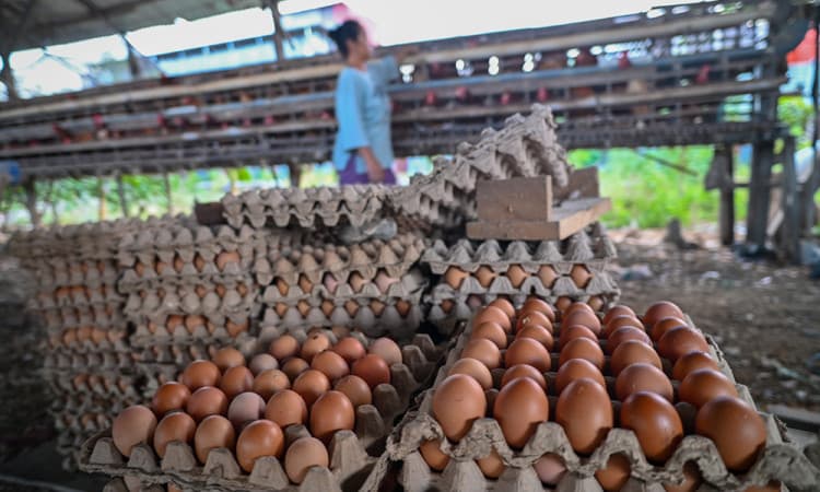 Koperasi Peternak di Palu Pasok Puluhan Ribu Telur untuk Program MBG