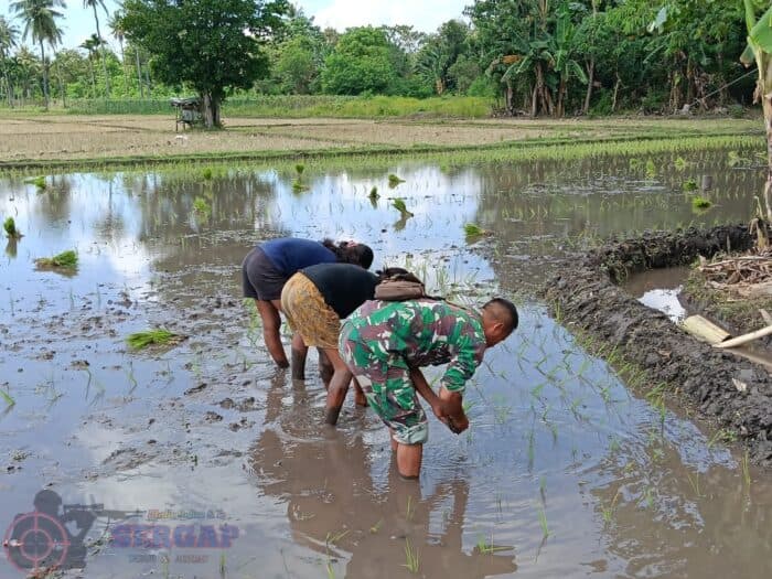 Babinsa Waingapu Dampingi Petani Tanam Padi, Perkuat Ketahanan Pangan di Sumba Timur