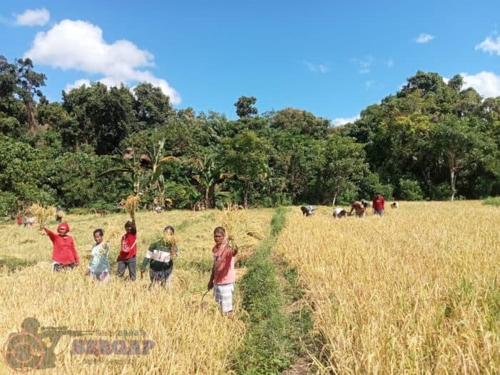 Babinsa Karera Bantu Petani Panen Padi di Sumba Timur, Dukung Ketahanan Pangan Nasional