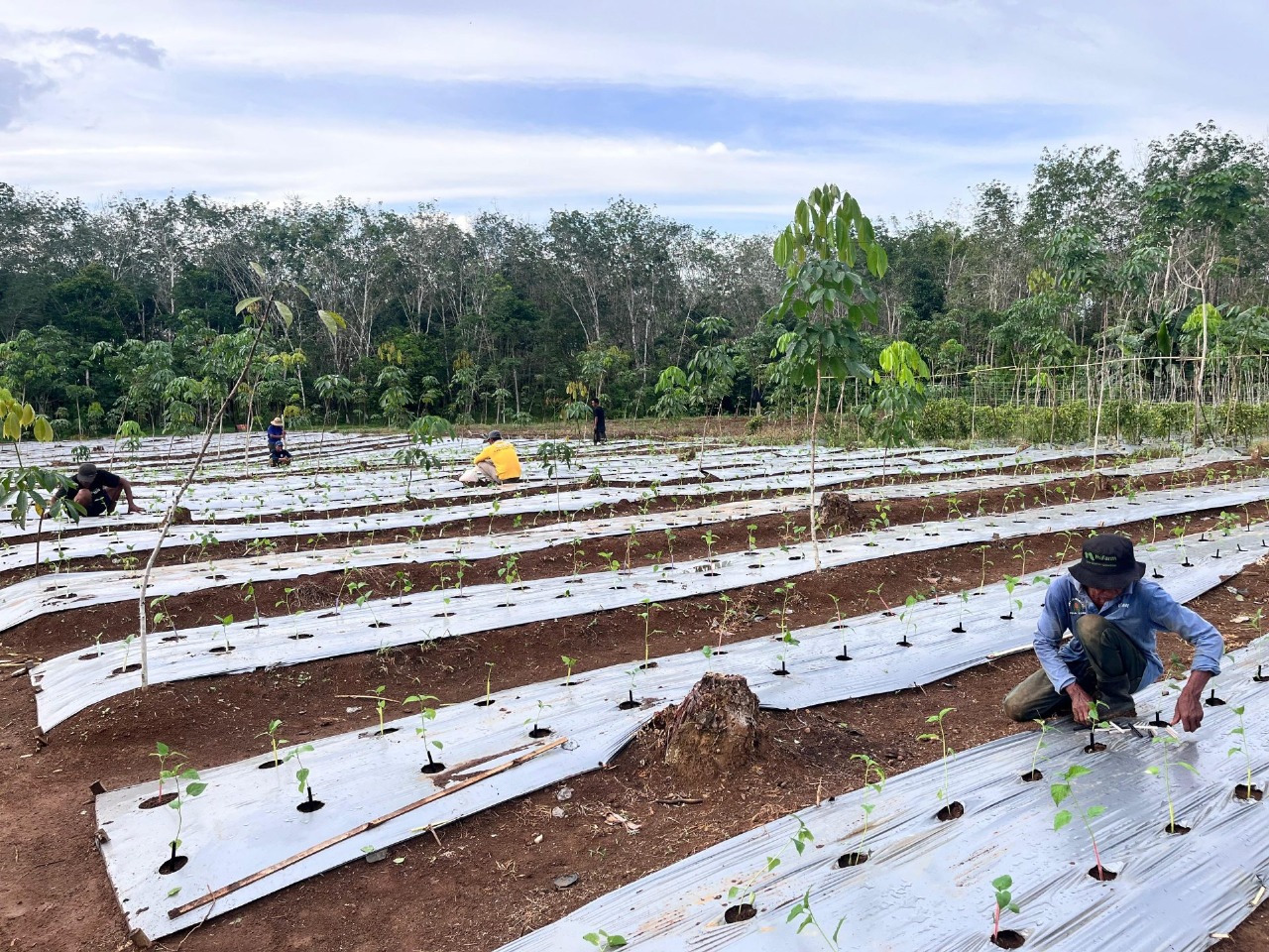 Sinergi Mahasiswa dan Petani di Banjar Ciptakan Model Penanaman Cabai yang Lebih Produktif