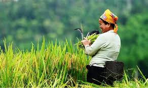 Ketahanan Pangan sebagai Fondasi Ketahanan Nasional Indonesia dalam Perspektif Asta Gatra